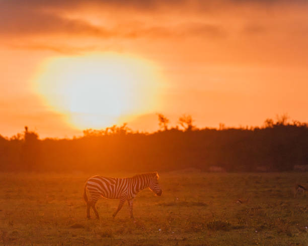 istock Zebras under fiery sunset sky in Masai Mara 2151567540