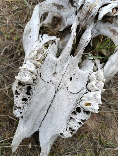 istock skull skeleton of a cow with horns 2151567543