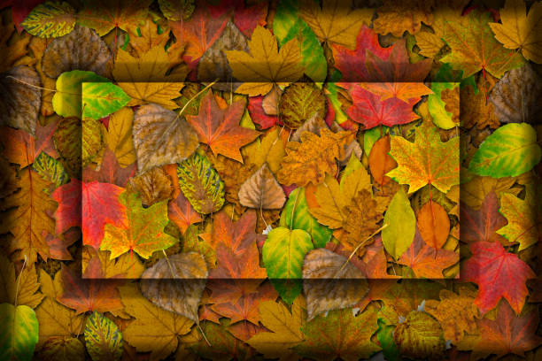 Frame with bright autumn leaves. Yellow autumn background with fallen leaves in close-up.
