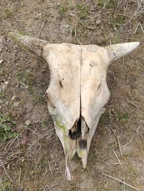 istock skull skeleton of a cow with horns 2151567659