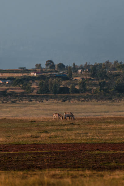 istock Solitary zebra in lush Ol Pejeta Conservancy grassland 2151567896