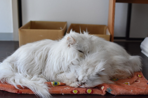 A close-up of two white cats sleeping close together.