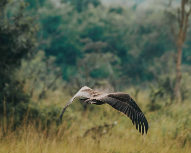 istock Vigilant Wahlberg's Eagle perched in Uganda's wilderness 2151572283