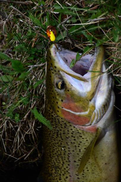 istock Trout Opener 2024 2151572291