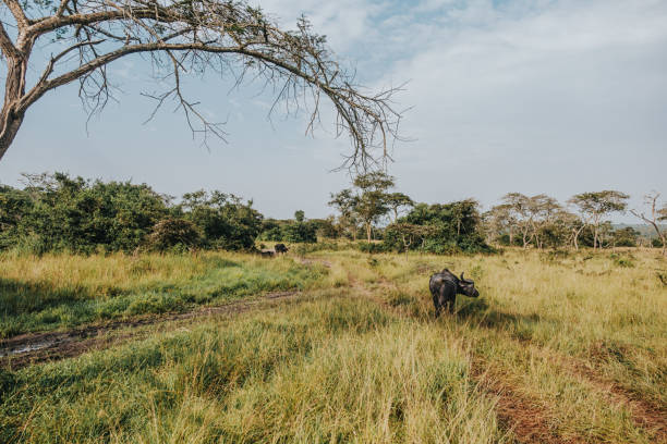 istock Water buffalo in lush Ugandan grassland 2151572310
