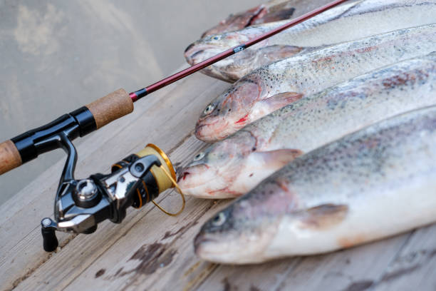 spinning rod with reel and caught trout lie on a wooden table