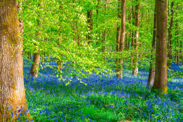 Buebell Wood (Hyacinthoides non-scripta) in a wood in England