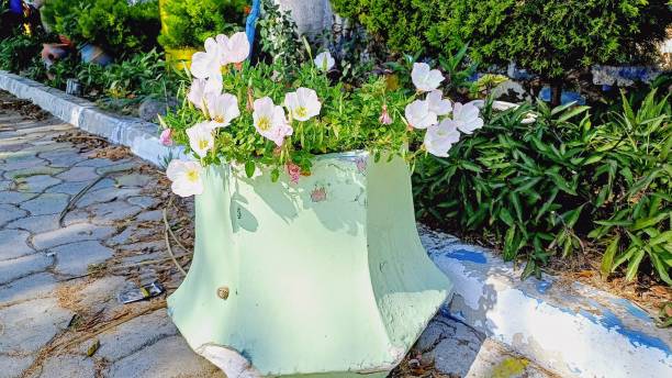 istock white flowers in green concrete pot 2151574557