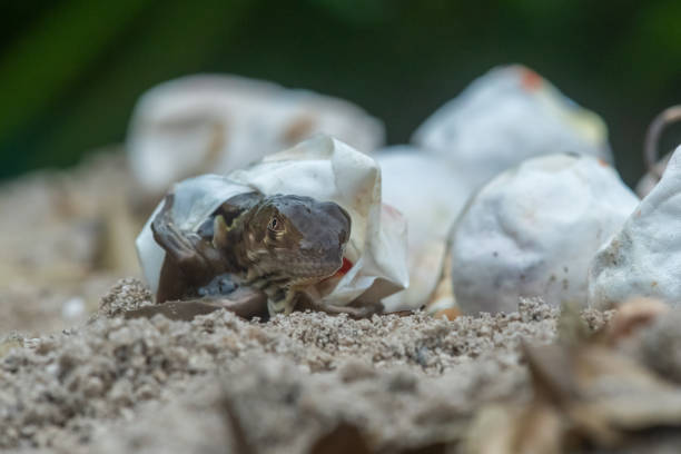 Baby iguana hatching from egg on sand surface, with natural background