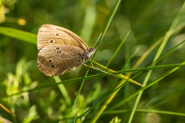 This stunning photograph showcases the Brown Ringlet butterfly, delicately poised on a meadow's wildflower. With its subtle shades of brown and cream, the butterfly blends harmoniously into the surrounding flora. The soft lighting enhances the intricate patterns on its wings, celebrating its understated beauty amidst the vivid backdrop of a bustling meadow ecosystem