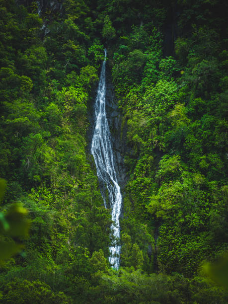 A waterfall in a forest on Reunion Island in Salazie