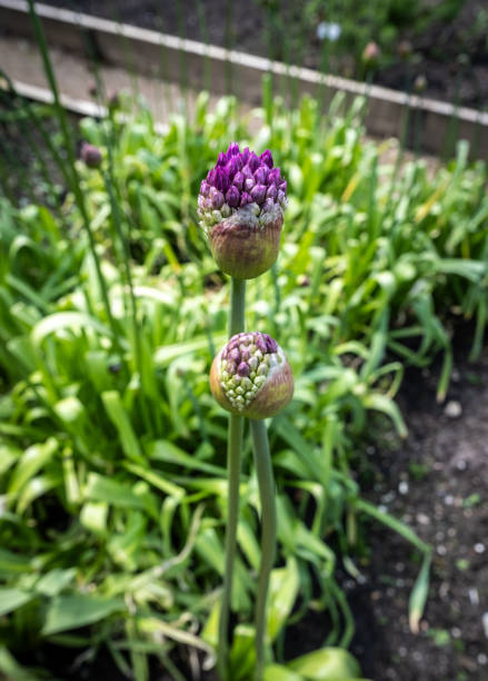 Onion plants flowering in a kitchen garden