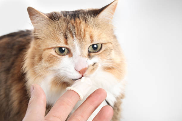 istock Cat with medication on pet owner finger protected with finger cot. 2151577259