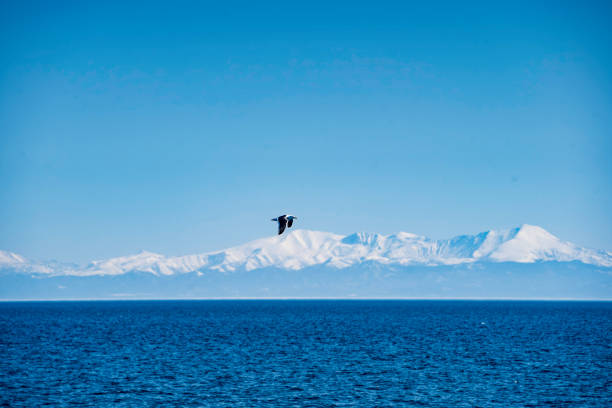 seagulls flying over the sea