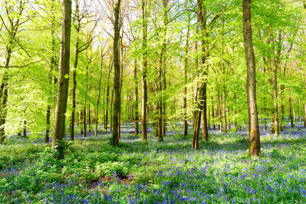 Buebell Wood (Hyacinthoides non-scripta) in a wood in England