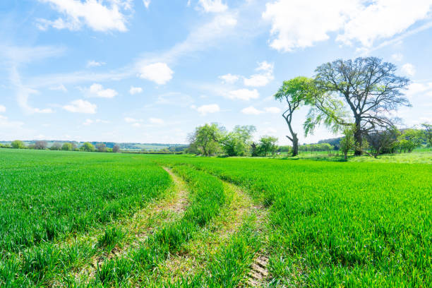 Blue sky and are trees on the meadow