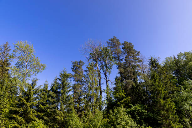 deciduous trees in spring in sunny windy weather, beautiful young foliage on the trees