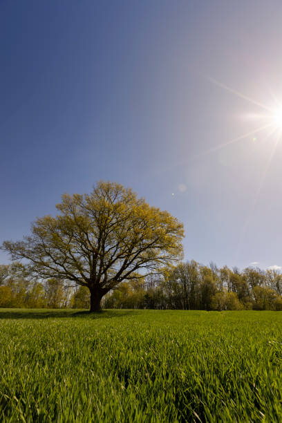 istock an old tall oak with young foliage, the first foliage 2151579519