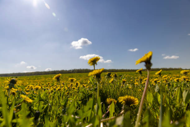 istock blooming yellow dandelions in the green grass 2151579524