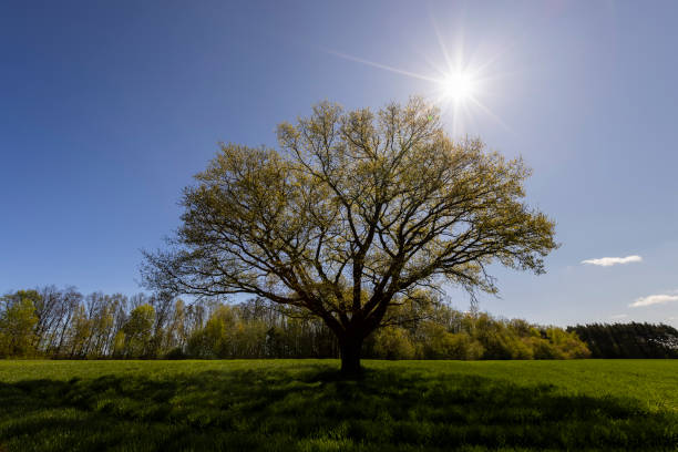 an old tall oak with young foliage, the first foliage on an oak growing in a field with green wheat grass
