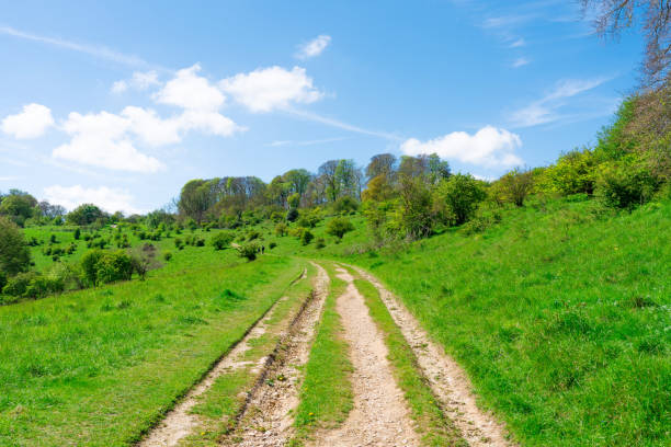 Blue sky and are trees on the meadow
