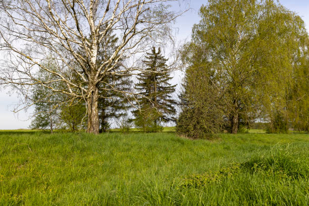 istock cloudy weather and birch trees with young foliage 2151579721