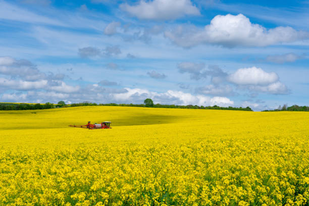 Blooming rapeseed plants on a field