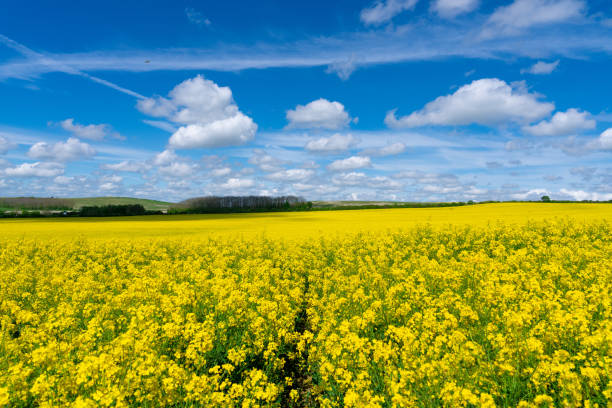 istock Blooming rapeseed plants on a field 2151579874