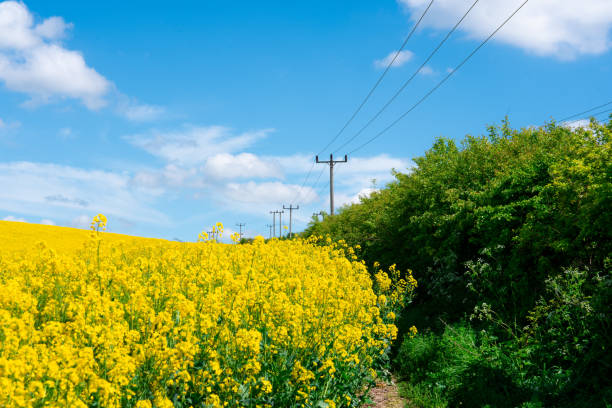 Blooming rapeseed plants on a field