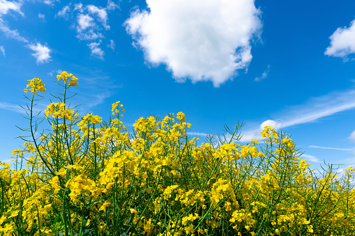 Blooming rapeseed plants in closeup on a field