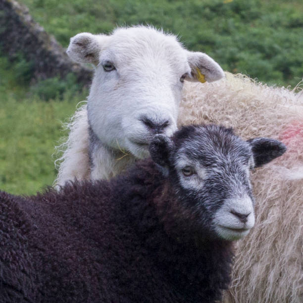 istock Pair of sheep in the Lake District 2151580629