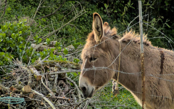 istock donkey in the field behind a fence 2151580779