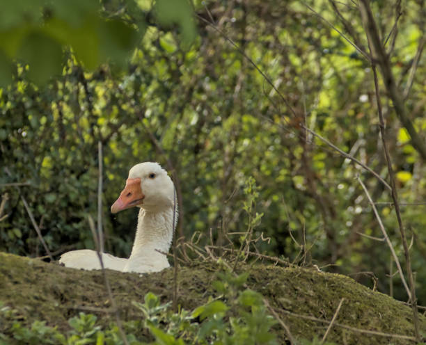goose in its nest incubating the eggs