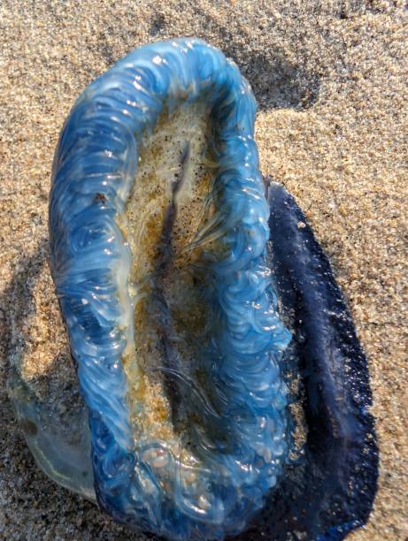 istock Miracles of the sea 2151581061