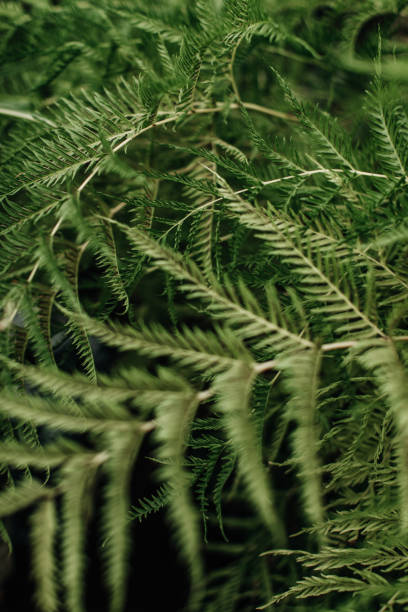 istock Bright green wild tropical plants. Natural exotic summer background 2151582722