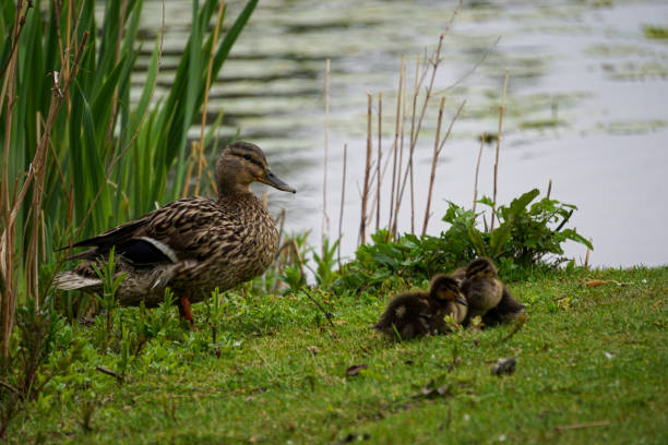 istock a female mallard with several young 2151583992
