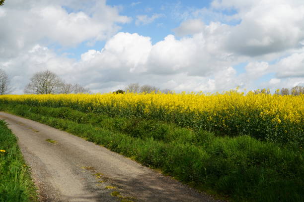 istock Blooming rapeseed in Brittany. 2151584173