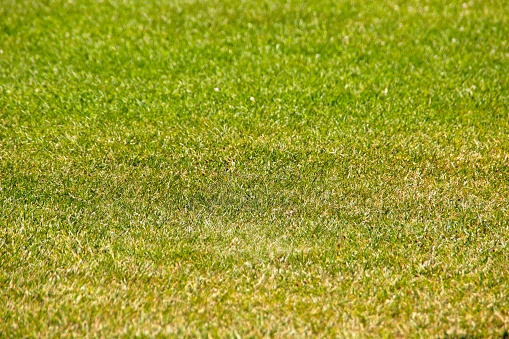 Smooth green neatly trimmed lawn with grass of different shades as a calm green background, summer plants, city decoration, botany and ecology, summer.