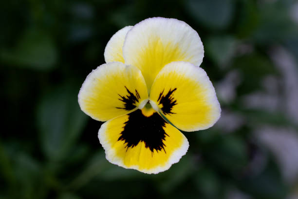 Pansy Blooms Flowers in Spring Garden