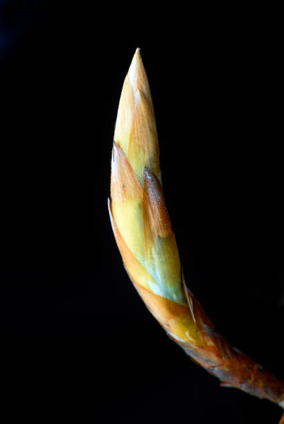 Leaf bud on the branch of a beech (Fagus sylvatica) against a dark background