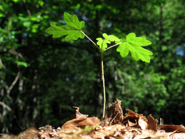 istock Young field maple (Acer campestre) growing in the forest 2151587310
