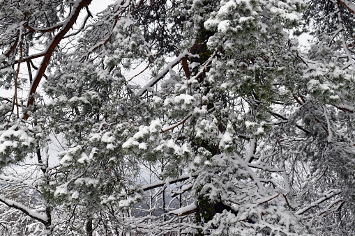 Branches and leaves of the Scots pine (Pinus silvestris) covered in snow