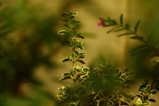 istock Cuphea Hyssopifolia Kunth Flower 2151588545