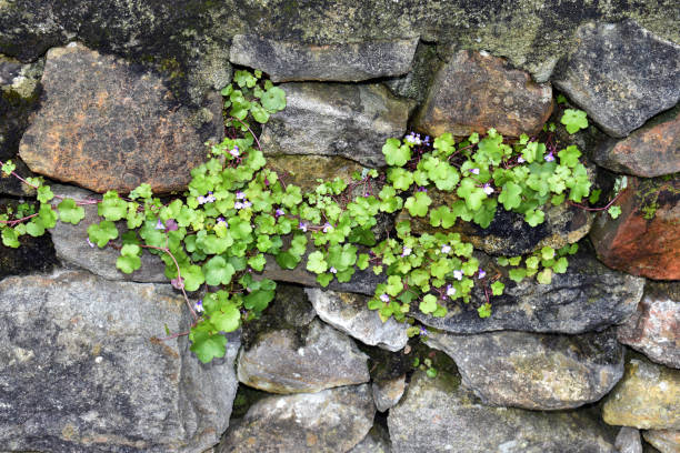 istock The ivy-leaved toadflax (Cymbalaria muralis) in flower 2151589271