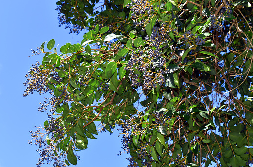 Fruits of the broad-leaf privet (Ligustrum lucidum) on a branch