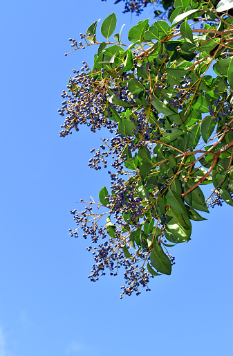 Fruits of the broad-leaf privet (Ligustrum lucidum) on a branch