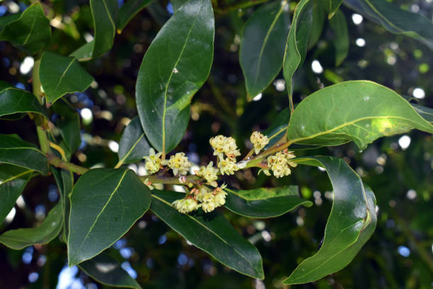 istock Laurel leaves and flowers (Laurus nobilis) 2151589322