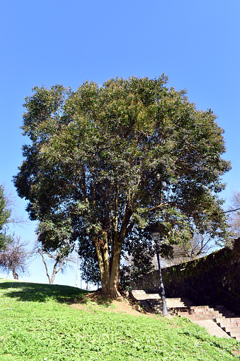 A broad-leaf privet tree (Ligustrum lucidum) grown in a park