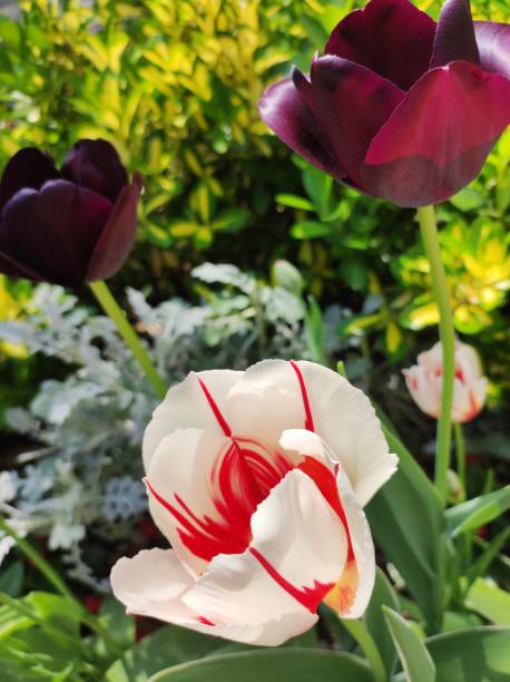 istock White red and dark red tulips in the garden 2151589351