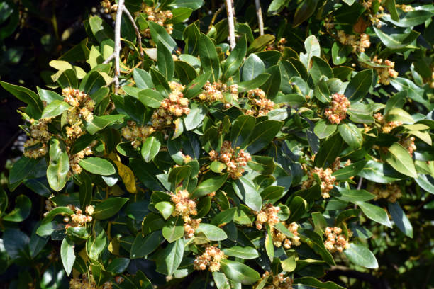 istock Laurel leaves and flowers (Laurus nobilis) 2151589611